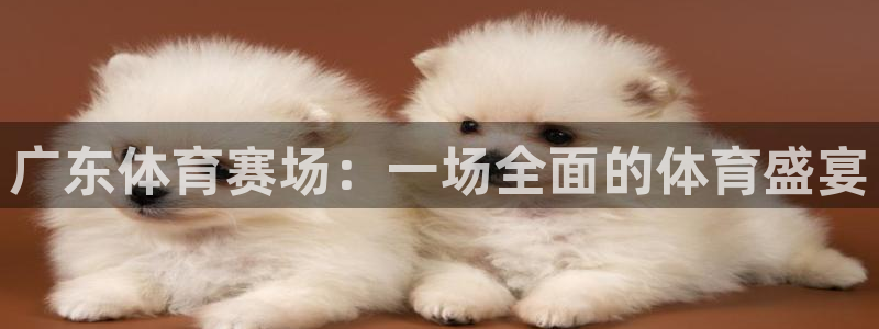 广东体育赛场：一场全面的体育盛宴