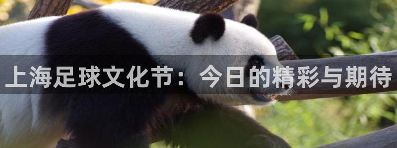 上海足球文化节：今日的精彩与期待